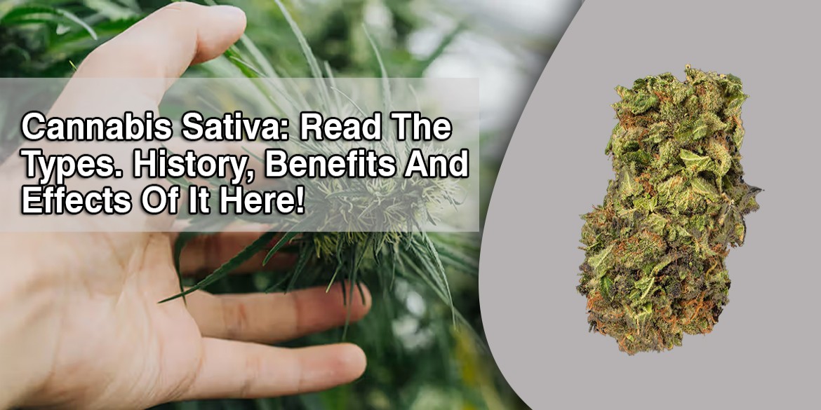 Cannabis Sativa: Read The Types. History, Benefits And Effects Of It Here!